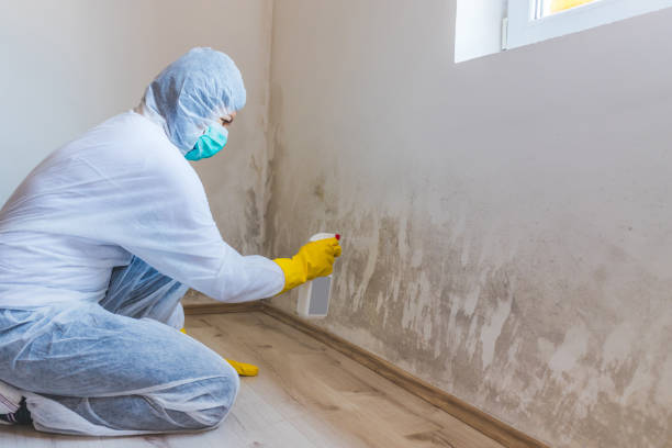 Licensed Basement Mold Remediation service in Upperville, VA - Mold Remediation HQ