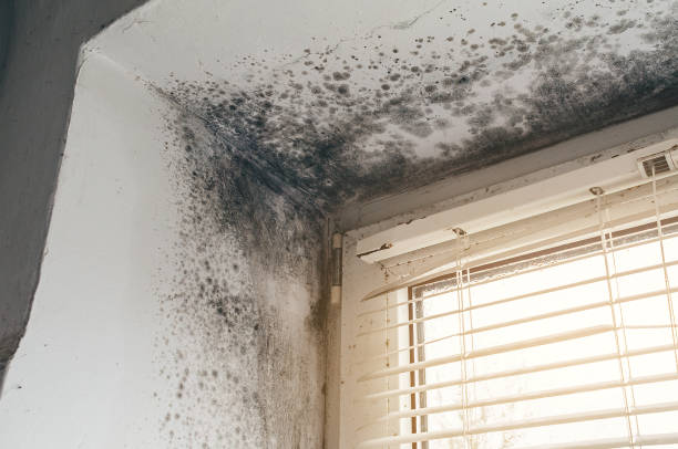 Affordable Basement Mold Remediation solutions in Upperville, VA